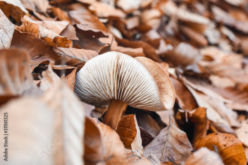 Beautiful mushroom in forest, autumn season. Mushroom photo, forest photo, forest mushroom