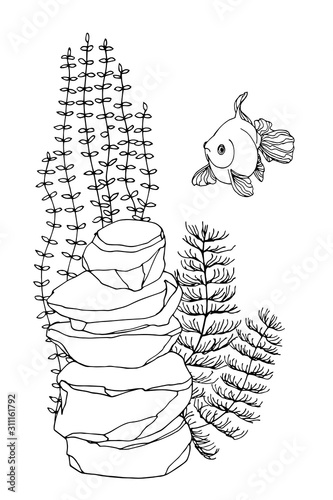 Golden fish, Chinese crucian & set of aquarium interior elements, algae, decorative rock, vector illustration with black contour lines isolated on white background in Doodle and hand drawn style
