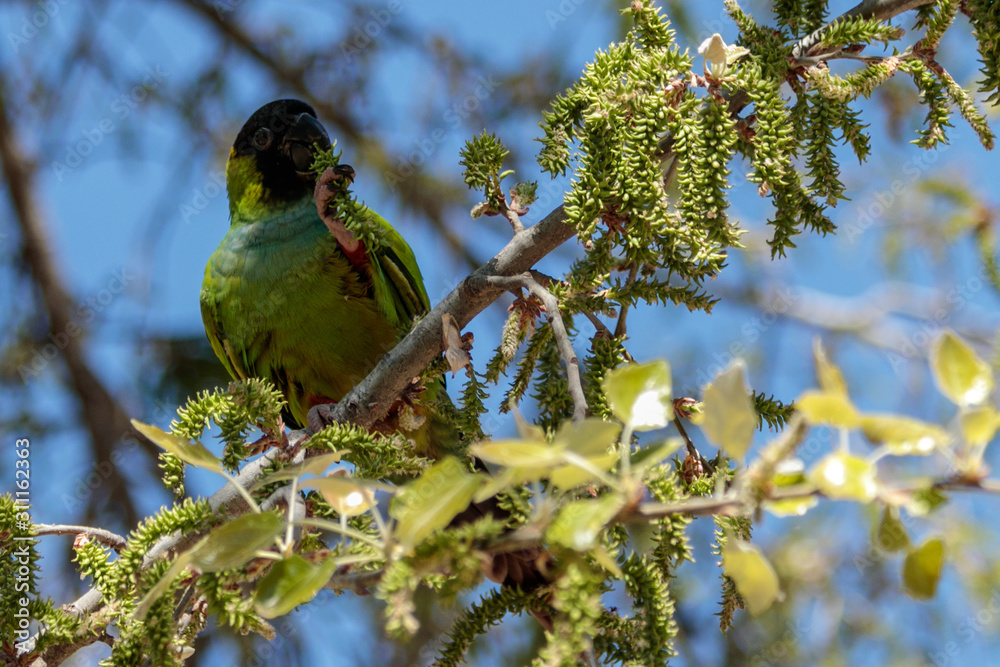 Fototapeta premium Nanday parakeet at Parc de la Ciutadella