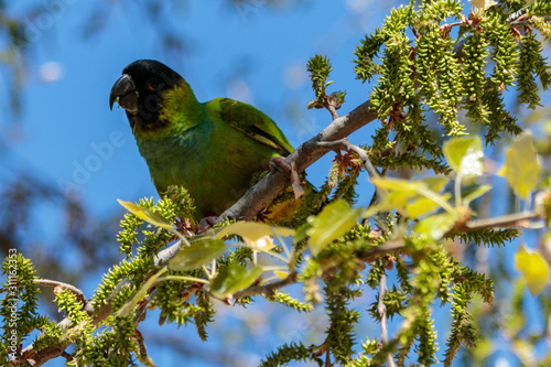 Nanday parakeet at Parc de la Ciutadella photo