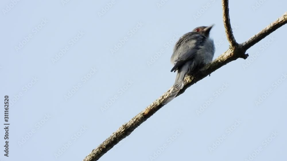 Ashy Drongo bird catching and relax on tree. Ashy Drongo bird catching and relax on tree.