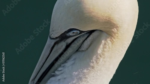 Gannet Bird Extreme Close Up of Head, including see-through eyelid filmed at 300FPS