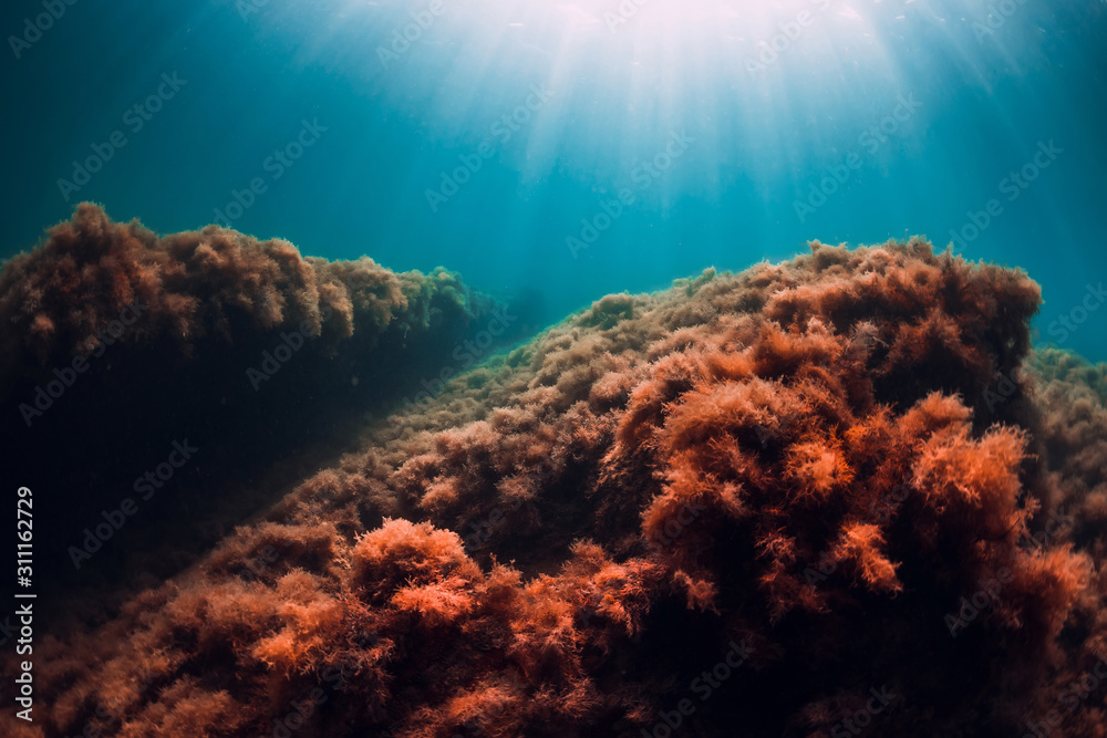 Underwater scene with red seaweed at rocks and sun rays in sea