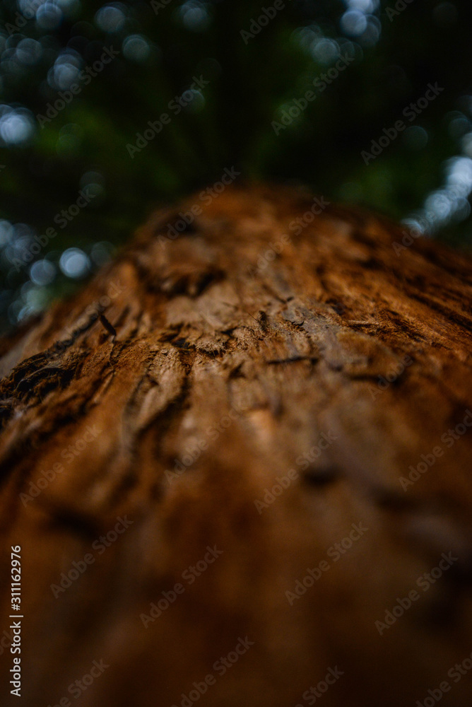 Fototapeta premium mushrooms on tree