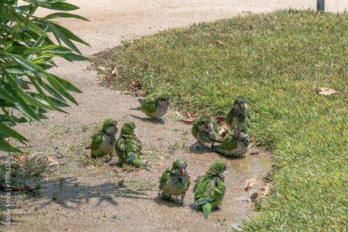 Quacker parrots having fun with a water sprinkler