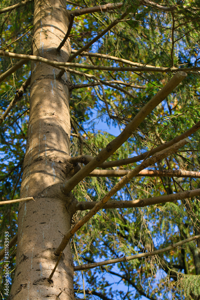 Fototapeta premium Untersicht vom Baum mit Zweigen und Ästen