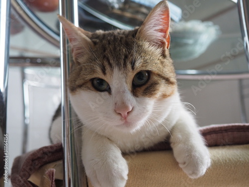  natural beauty of a white and brown fur cat