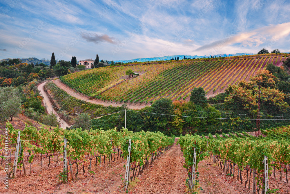 Montalcino, Siena, Tuscany, Italy: the hills with vineyard for production of wines Chianti and Brunello