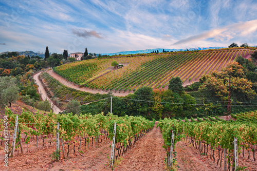 Montalcino, Siena, Tuscany, Italy: the hills with vineyard for production of wines Chianti and Brunello photo