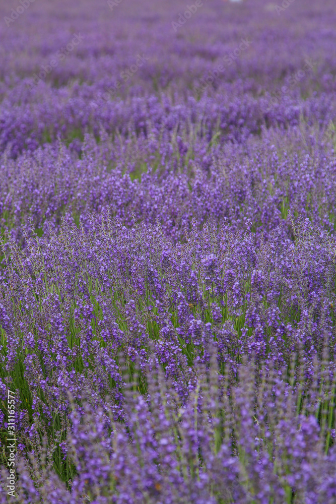 Lavender Lavender