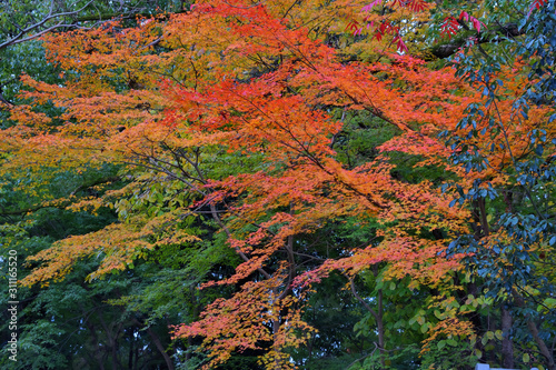 紅葉