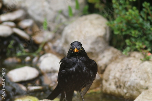 Angry blackbird