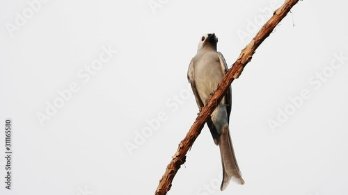 Ashy Drongo bird catching and relax on tree. photo