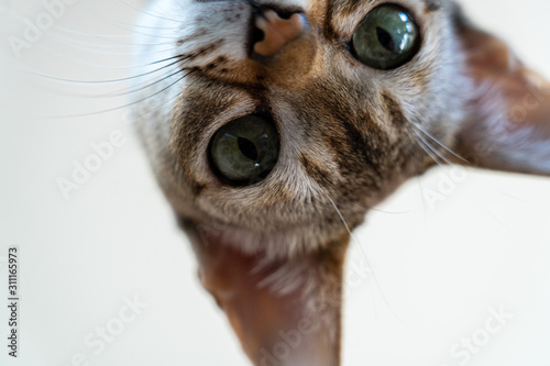Foto Cat looking at you closer