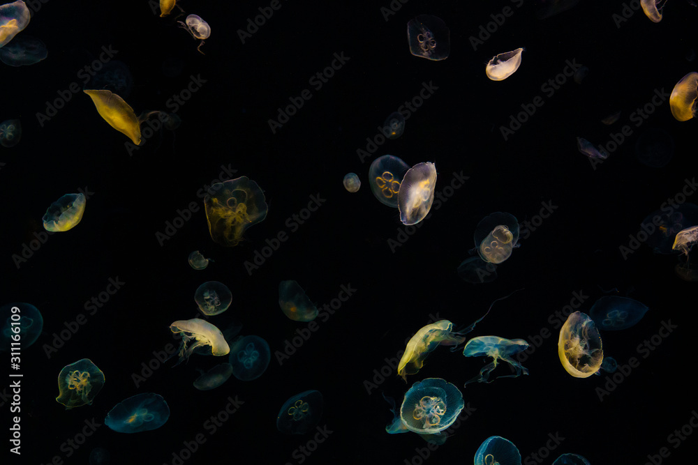 Jellyfish at night Jellyfish at night