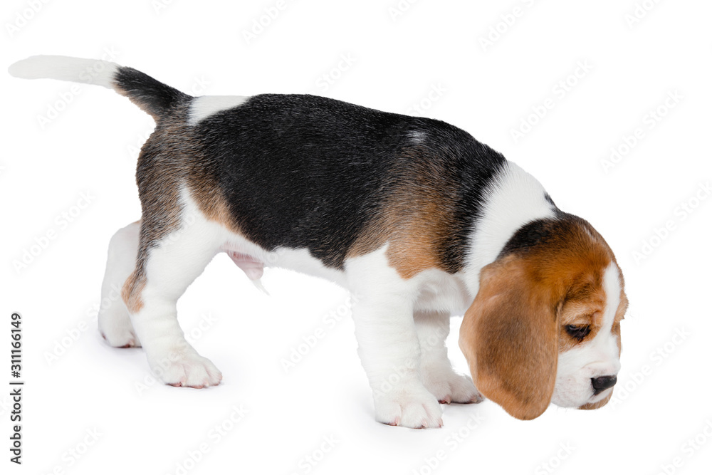 Puppy beagle on a white background. Puppy beagle on a white background.