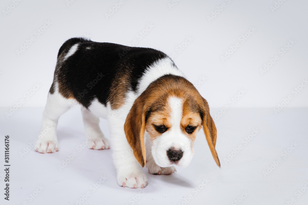 Puppy beagle on a white background. Puppy beagle on a white background.