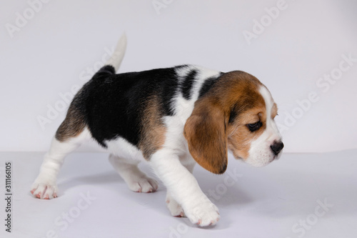 Puppy beagle on a white background.