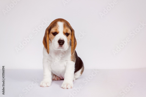 Puppy beagle on a white background. © olgasparrow