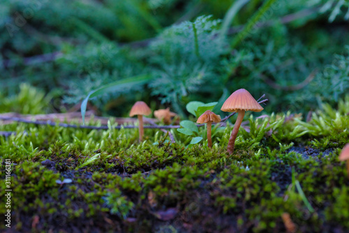 Mehrere kleine Pilze im Moos