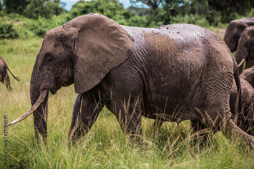 A large African elephant has refreshed itself in a puddle. Wet wrinkled skin Close up