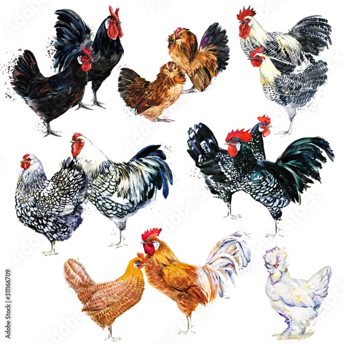Vászonkép Chicken breed collection