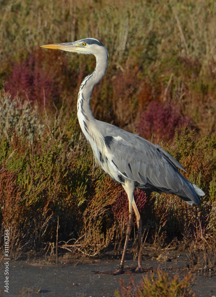 Fototapeta premium blue heron in the pond