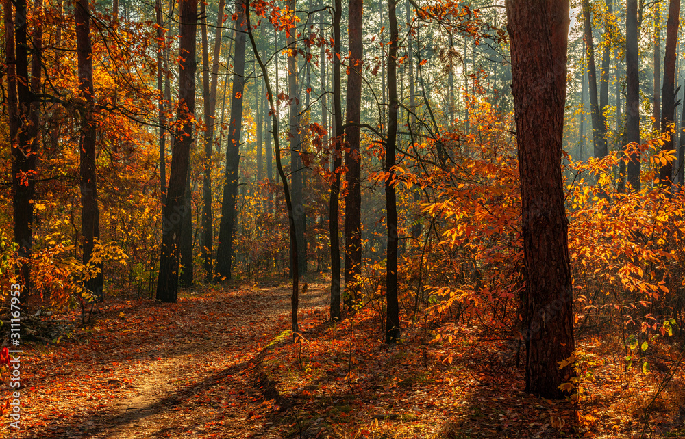Obraz premium Walk in the woods. Pleasant autumn weather. Sun rays play in the branches of trees.