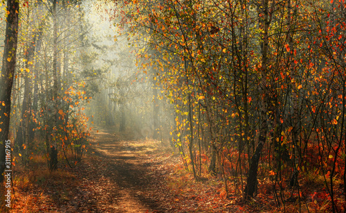 Walk in the woods. Pleasant autumn weather. Sun rays play in the branches of trees. © Mykhailo