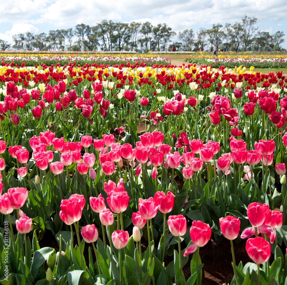 Tulipanes Tulipanes
