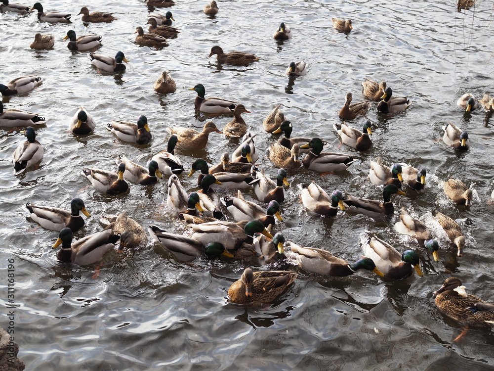 Fototapeta premium hungry wild ducks fight for food in crowd at lake