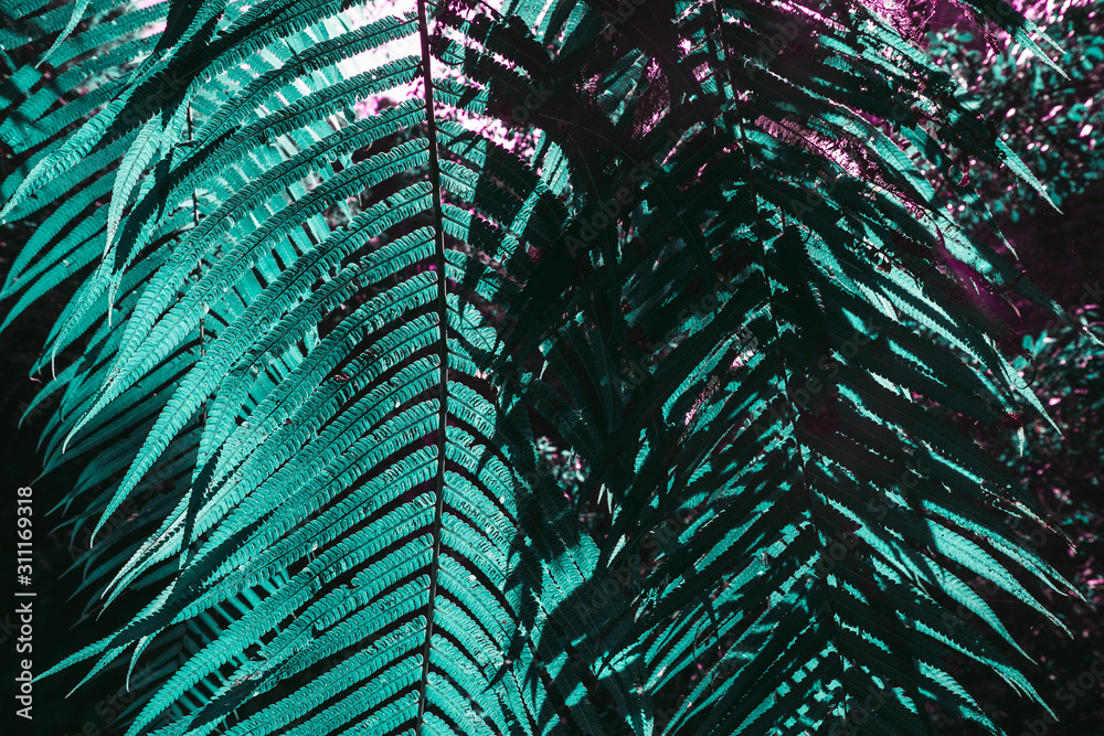 Fototapeta premium Different exotic plants, in a tropical environment and in the forest. In the colors of the 2020 trend. Aqua Mente, Lush Lava and Phantom Blue. Pink Plants, flowers, leaves and tropics. Green color