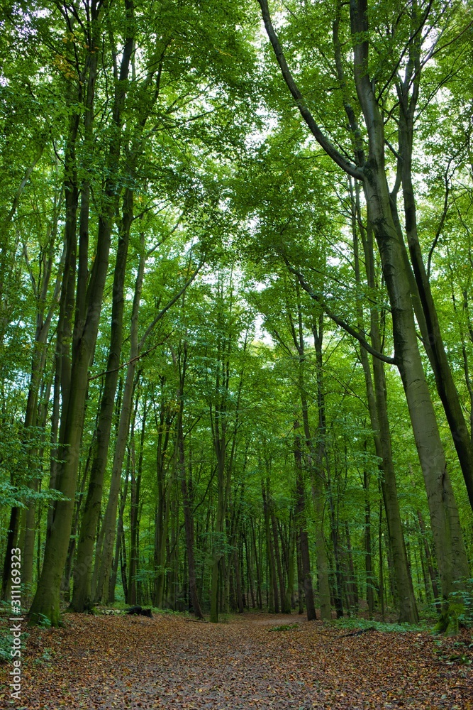 Obraz premium Weitwinkel - Erdiger Boden mit hoch hinausragenden Bäumen im Wald
