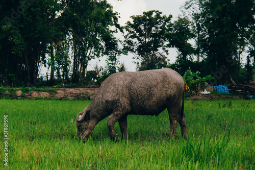 The buffalo was in the rice field alone.