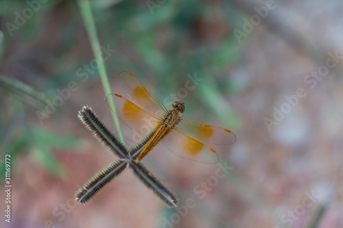 Fire dragonfly