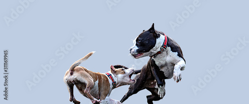 Fotografia Angry Dogs Fighting Outdoors ,Aggressive brown dog shows dangerous teeth for a P