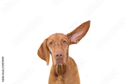 Attentive pointer dog with one ear up. Isolated on white background.