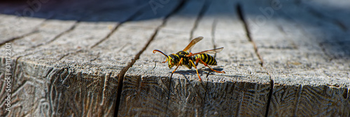 wasp insect sits on an old stump on a blurry background on a sunny day. © APHOTOSTUDIO