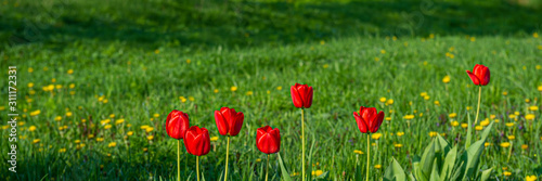 blooming red tulips on a background of green grass in the garden.