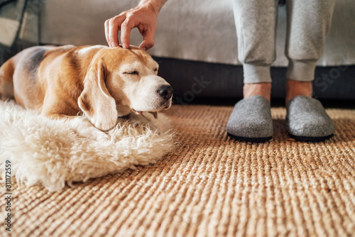 Beagle dog owner caress stroking his pet lying on the natural stroking dog on the floor and enjoying the warm home atmosphere. photo