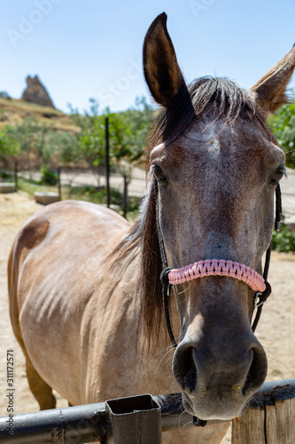 Close-up portrait of a horse in a corral in Cappadocia.