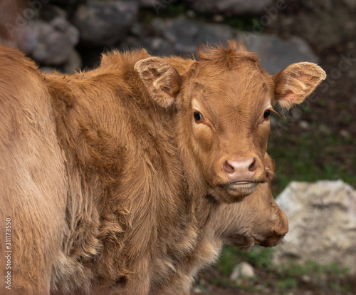 Young Brown calf looking at camera with another in background
