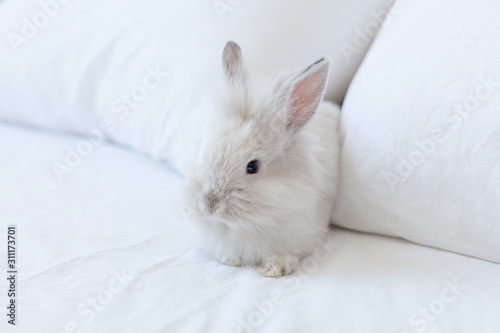 Small gray baby rabbit on the white background. Funny home pet on the bed. Hare on social isolation. Bunny is a symbol of Easter and spring holidays