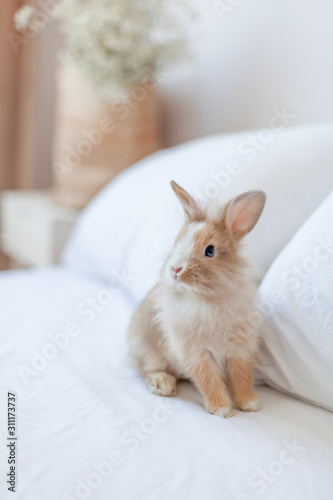 Ginger bunny sitting on the bed behind the pillows. Small brown rabbit is the symbol of spring and Easter. White bed linen