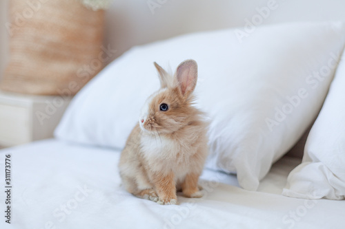 Ginger bunny sitting on the bed behind the pillows. Small brown rabbit is the symbol of spring and Easter. White bed linen