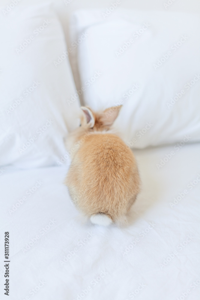 Little furry tail of ginger rabbit. Bunny is the Symbol of the spring and Easter
