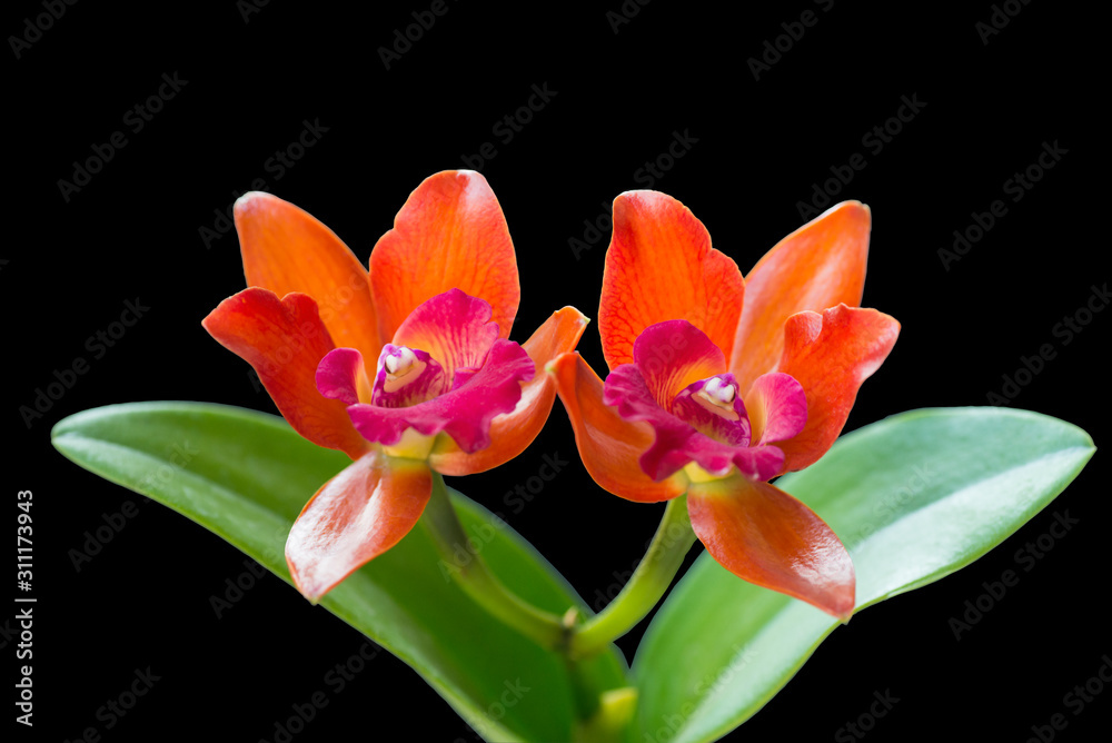 red orange orchid flower