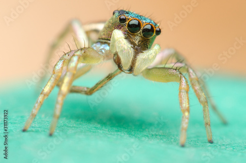 jumping spider on a green leaf