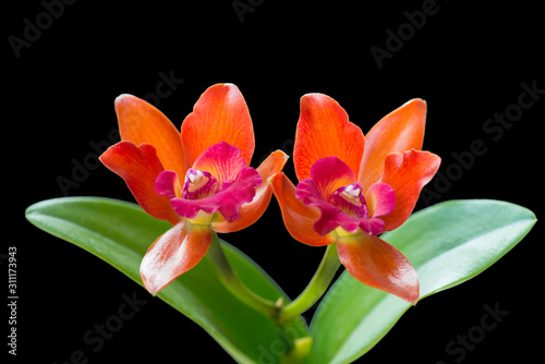 red orange orchid flower
