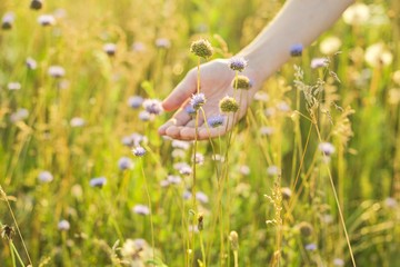 Summer wild meadow grass and flowers in girl hand, nature